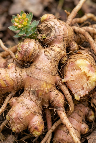RHODIOLA ROSEA