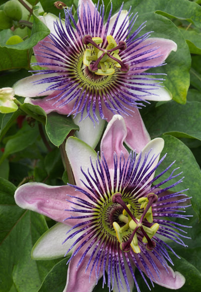 PASSIFLORE