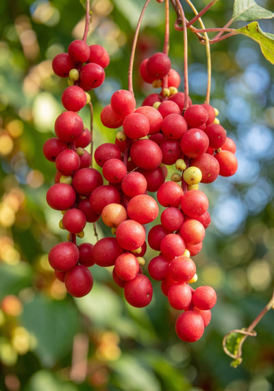 SCHISANDRA