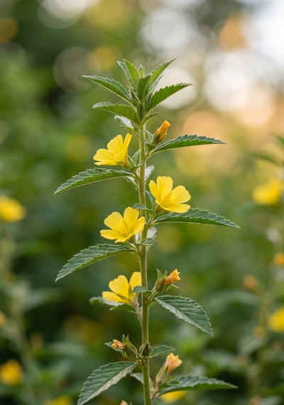 DAMIANA