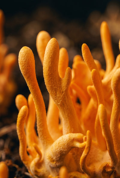 CORDYCEPS