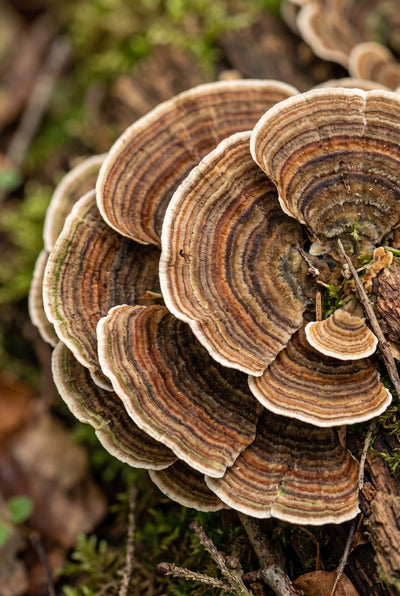 TURKEY TAIL