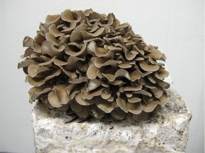 Maitake 